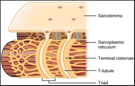The T-tubule.
