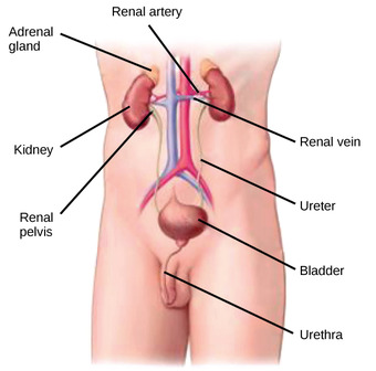 Kidneys' location and function