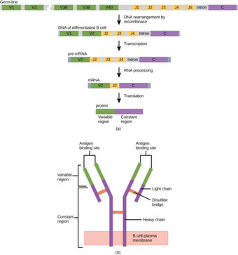 Antibodies