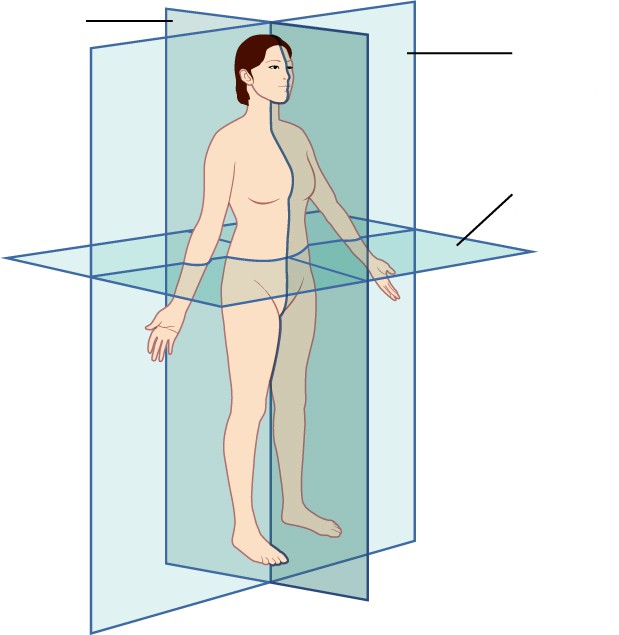 The three planes most commonly used in anatomical and medical imaging
