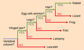 Limitations of phylogenetic trees