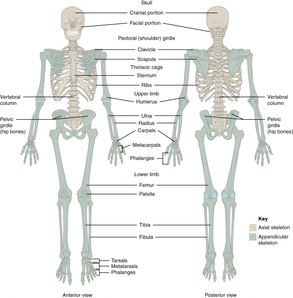 Axial and appendicular skeletons