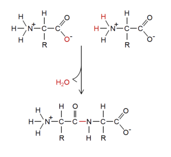 A dehydration synthesis reaction involving ionized monomers.