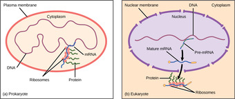 Prokaryotic & Eukaryotic Gene Expression