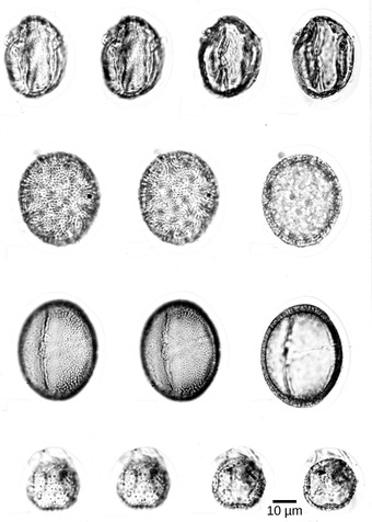 Fossilized pollen grains