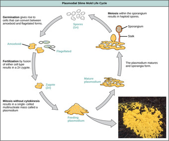 Plasmodial slime mold life cycle