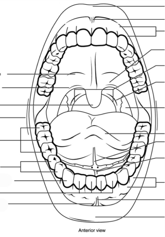 Predefined space to Label the different aspects of the mouth