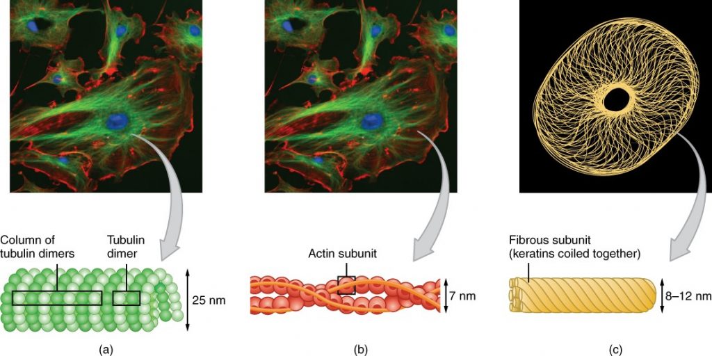 The three components of the cytoskeleton