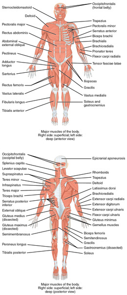 Human muscular system