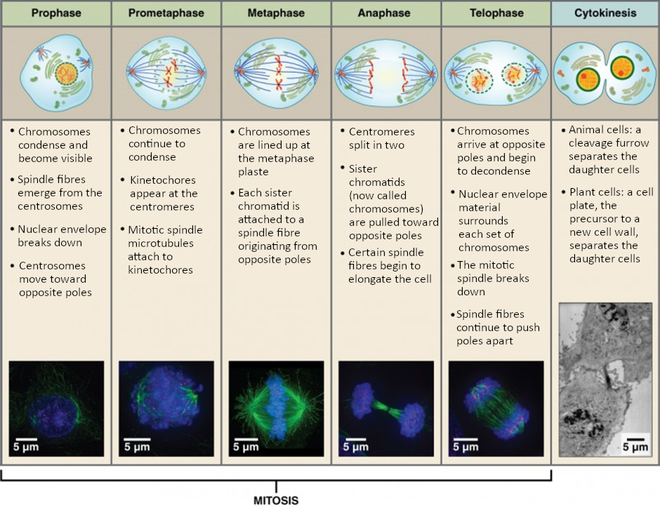 Diagram of Cell division: mitosis followed by cytokinesis.