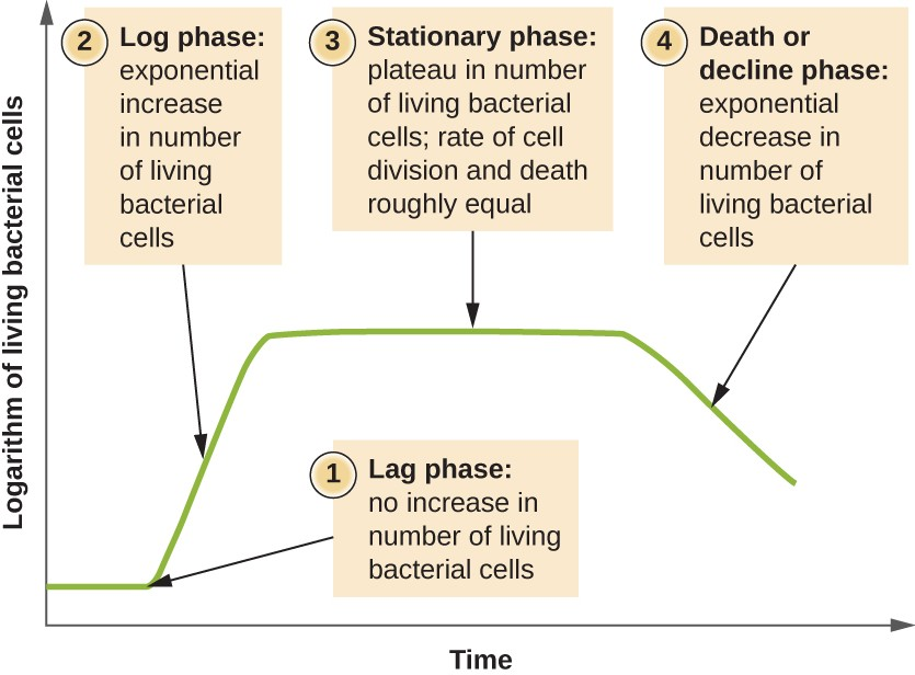 The growth curve of a bacterial culture is represented by the logarithm of the number of live cells plotted as a function of time. The graph can be divided into four phases according to the slope, each of which matches events in the cell. The four phases are lag, log, stationary, and death.