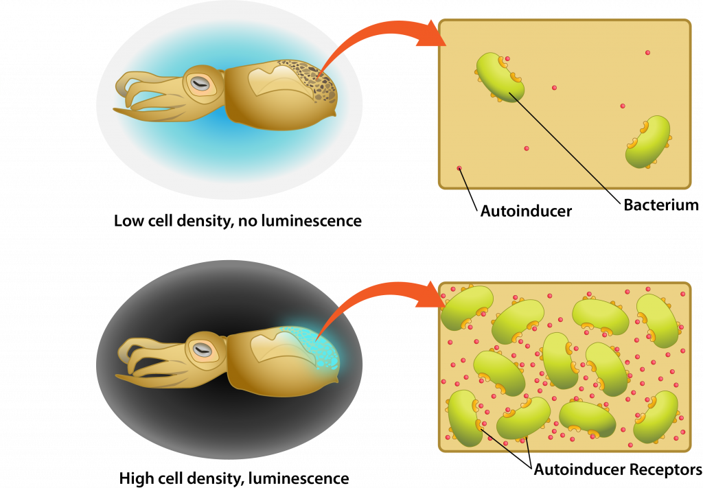 Quorum sensing in Bioluminescent Bacteria.