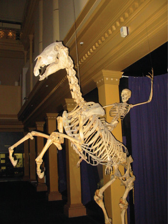 Endoskeletons