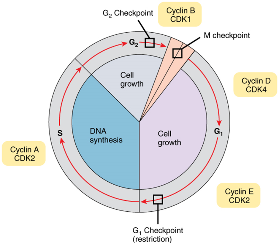 Diagram of control of cell cycle