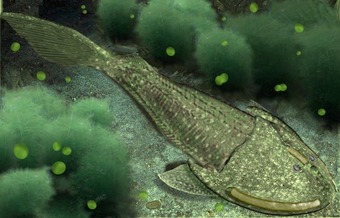 Ostracoderm