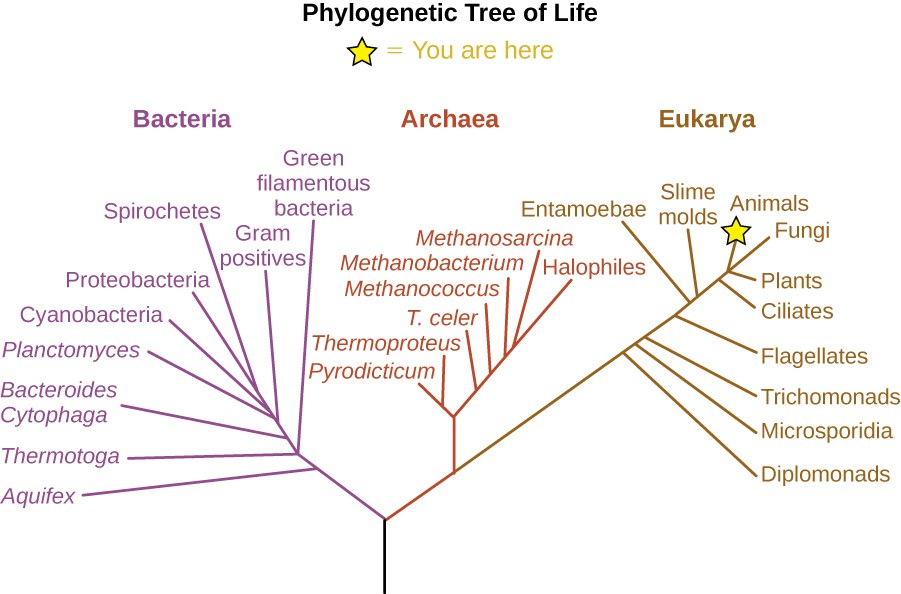Woese and Fox’s phylogenetic tree contains three domains: Bacteria, Archaea, and Eukarya. Domains Archaea and Bacteria contain all prokaryotic organisms, and Eukarya contains all eukaryotic organisms.