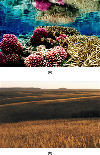 Ecosystem diversity