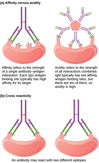 Antibody affinity, avidity, and cross reactivity