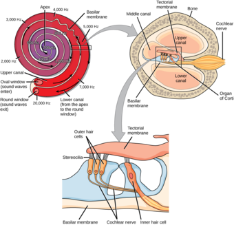 Transduction