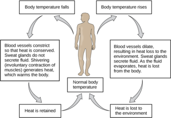 Control of body temperature