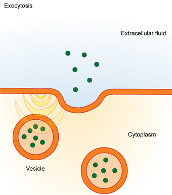 Exocytosis