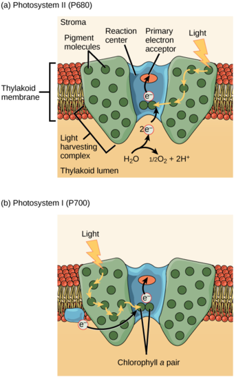 Photosystems I & II