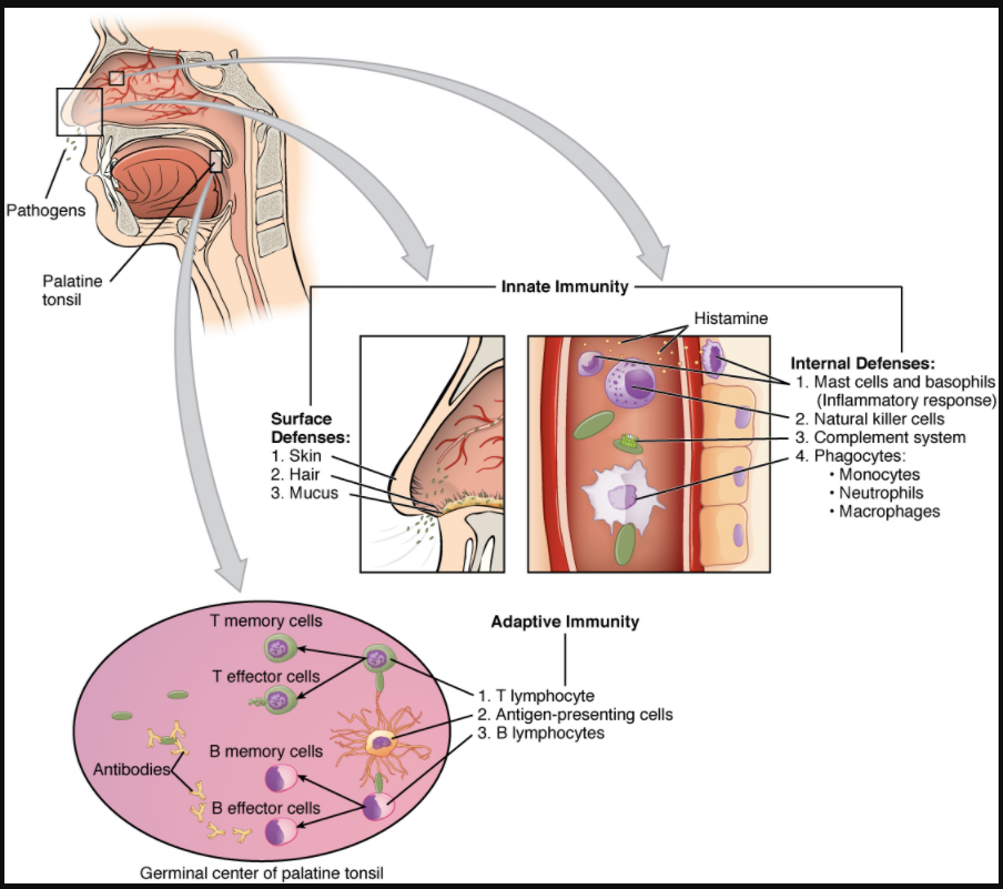 Diagram of Cooperation between innate and adaptive immune responses