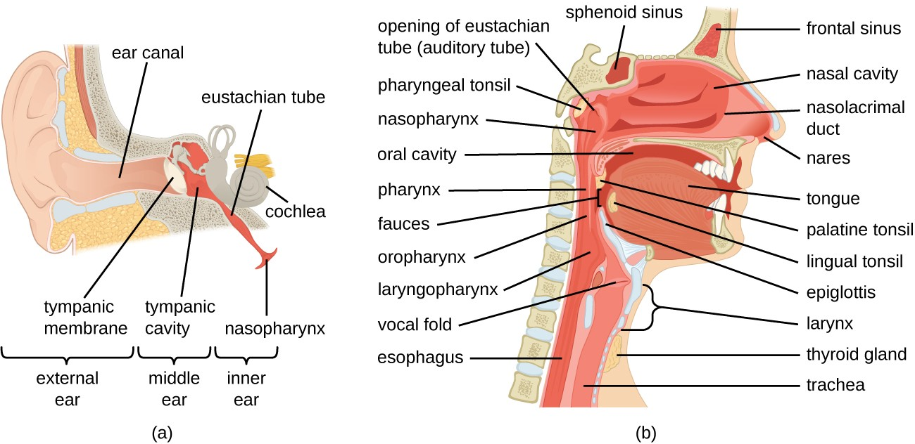 (a) The ear is connected to the upper respiratory tract by the eustachian tube, which opens to the nasopharynx. (b) The structures of the upper respiratory tract.