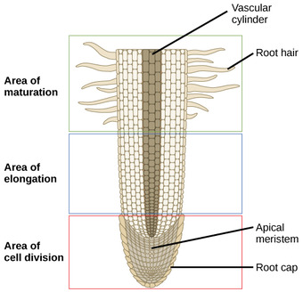 Zones on a root tip