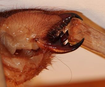 Chelicera of spiders