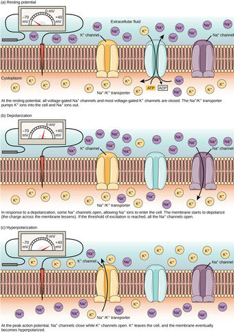 Membrane potential