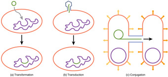 Modes of prokaryote reproduction
