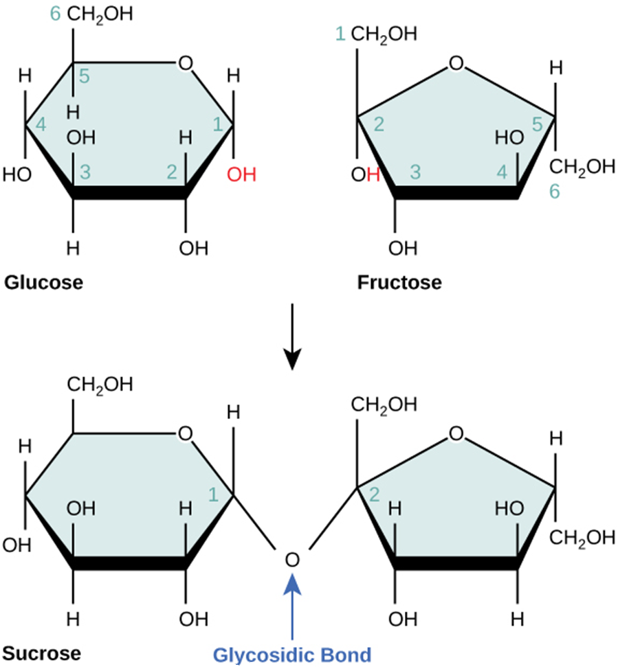Figure 2.2.4. Sucrose. Sucrose forms when a glucose monomer and a fructose monomer join in a dehydration reaction to form a glycosidic bond. In the process, a water molecule is lost. By convention, the carbon atoms in a monosaccharide are numbered from the terminal carbon closest to the carbonyl group. In sucrose, a glycosidic linkage forms between carbon 1 in glucose and carbon 2 in fructose.