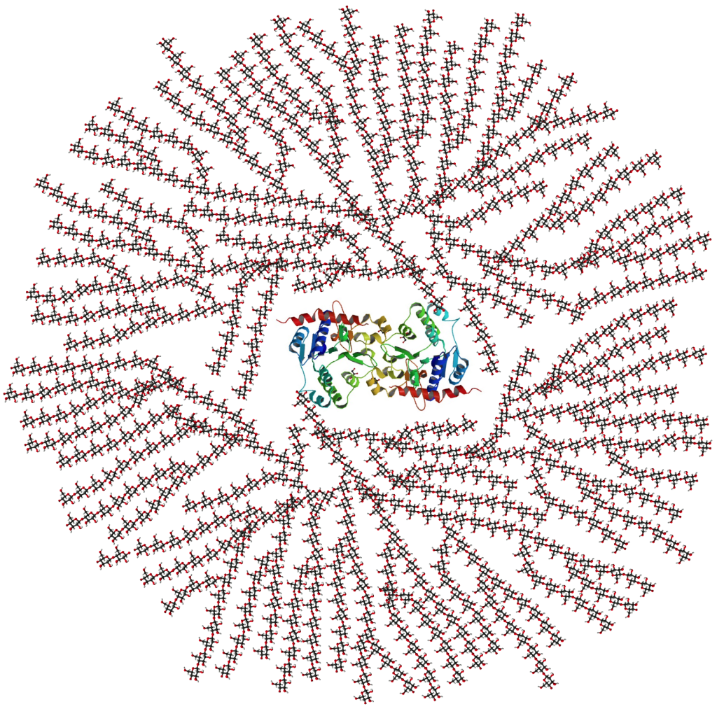 The image is an illustration depicting glycogen, showing a three-dimensional protein at the center (looks like colorful, curled ribbons), and radiating from it are long, branching chains of glucose.