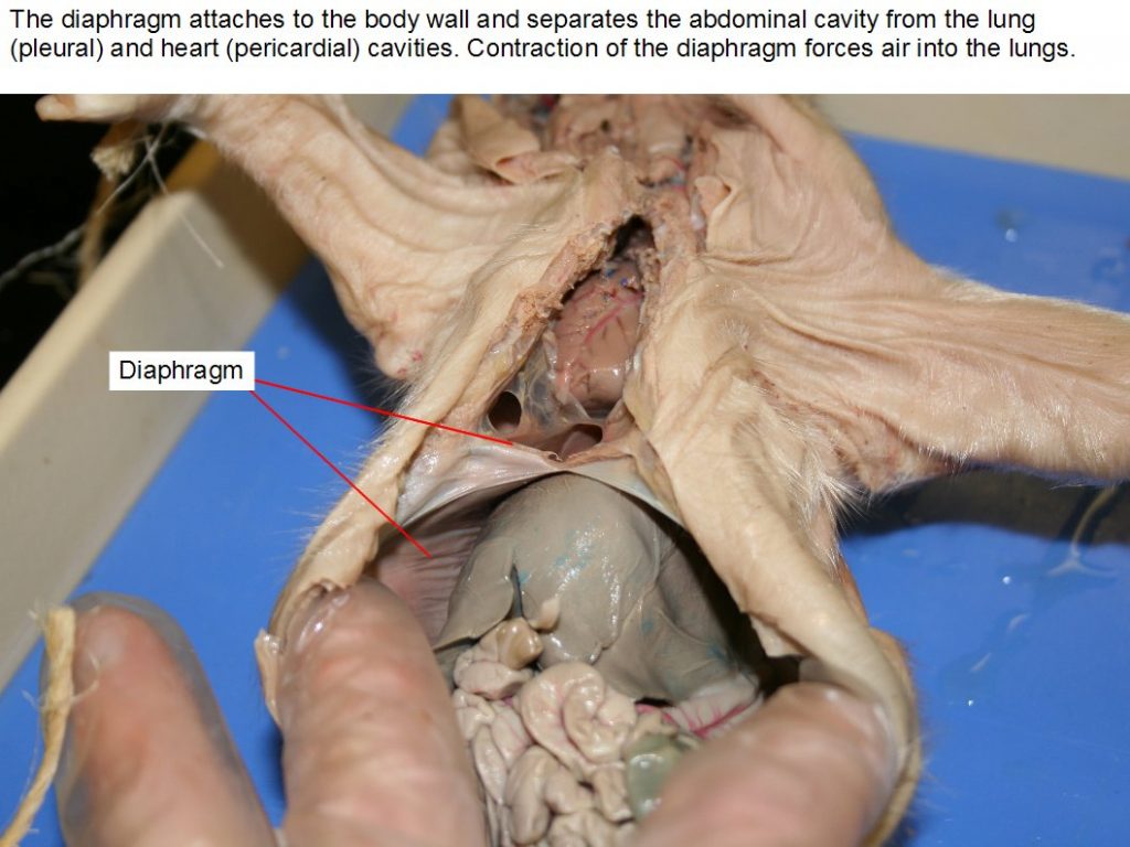 Ventral view. Open midline cut. Diaphragm.