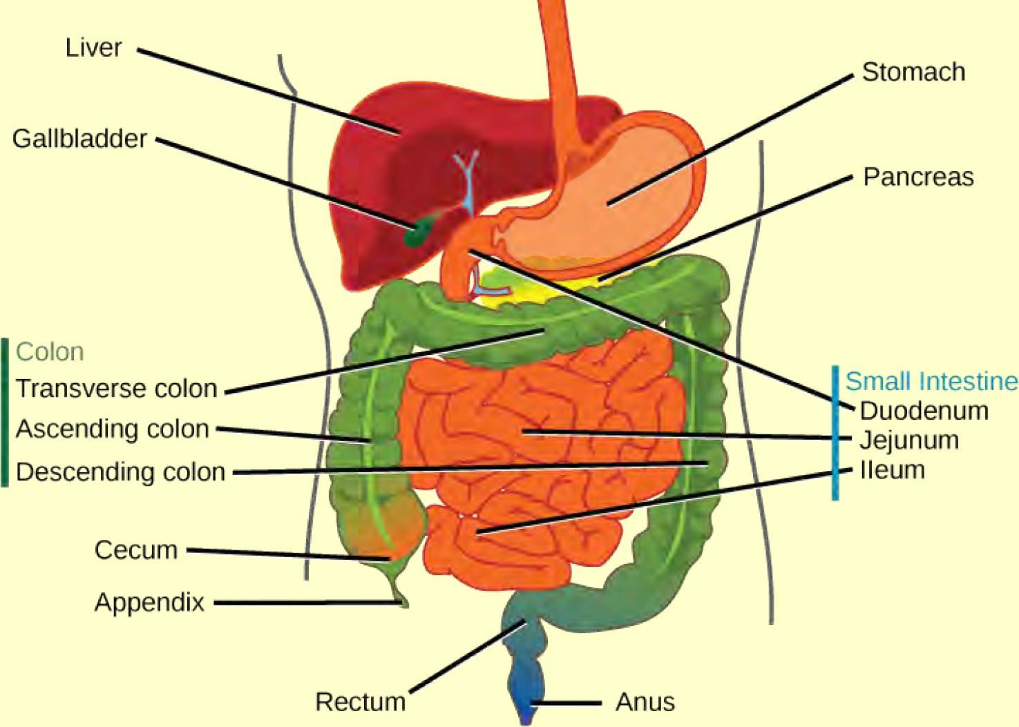 Illustration shows the human lower digestive system, which begins with the stomach, a sac that lies above the large intestine. The stomach empties into the small intestine, which is a long, highly folded tube. The beginning of the small intestine is called the duodenum, the long middle part is called the jejunum, and the end is called the ileum. The ileum empties into the large intestine on the right side of the body. Beneath the junction of the small and large intestine is a small pouch called the cecum. The appendix is at the bottom end of the cecum. The large intestine travels up the left side of the body, across the top of the small intestine, then down the right side of the body. These parts of the large intestine are called the ascending colon, the transverse colon and the descending colon, respectively. The large intestine empties into the rectum, which is connected to the anus. The pancreas is sandwiched between the stomach and large intestine. The liver is a triangular organ that sits above and slightly to the right of the stomach. The gallbladder is a small bulb between the liver and stomach.