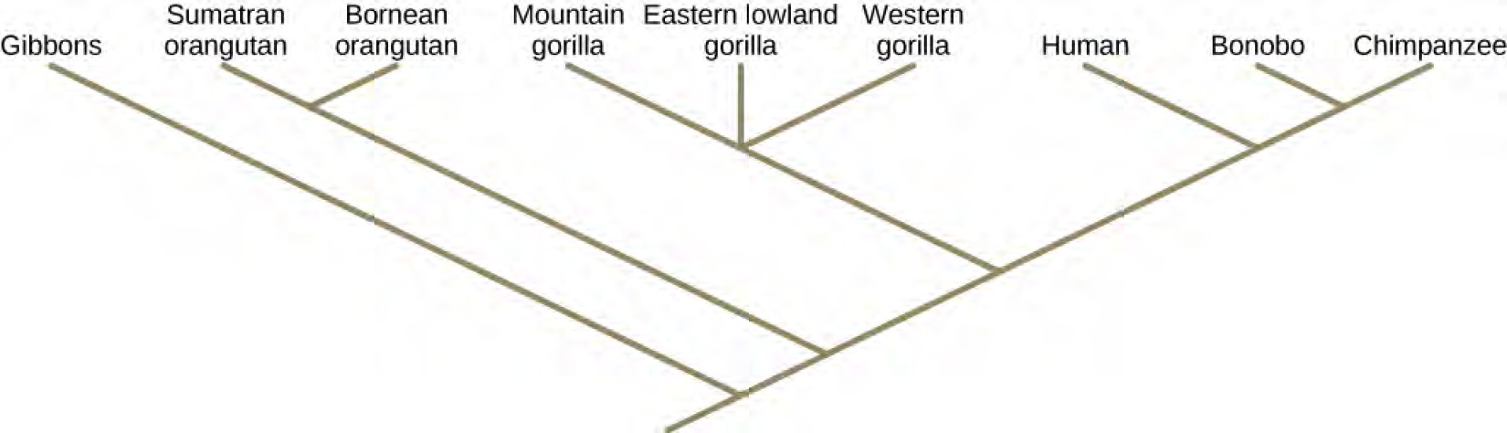 Illustration shows a phylogenetic tree that starts at a root, indicating that all organisms on tree share a common ancestor. Shortly after the root, the tree branches. One branch gives rise to a single, basal lineage, and the other gives rise to all other organisms on the tree. The next branch forks into four different lineages, an example of polytomy. The final branch gives rise to two lineages, an example of sister taxa.