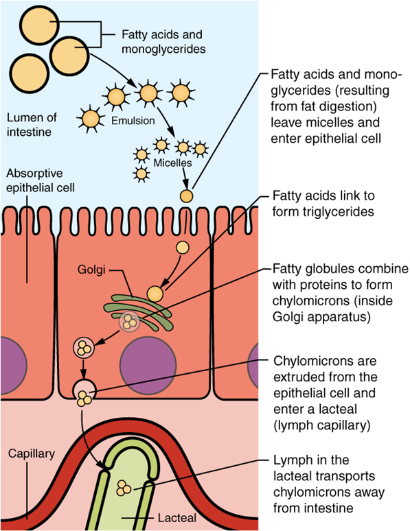 Diagram of Lipid absorption.