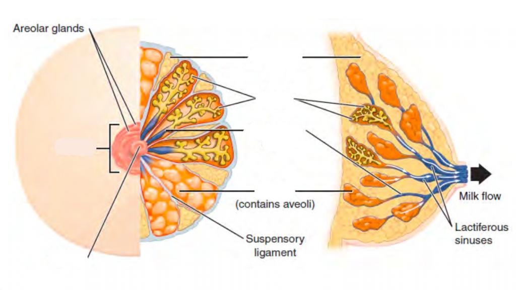 Predefined spaces to Label the structures of the breasts
