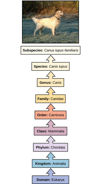 Hierarchical models
