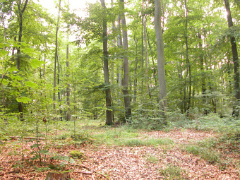 Deciduous trees