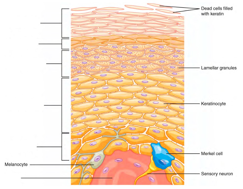 Predefined spaces to Label the layers of epidermis
