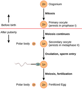Oogenesis
