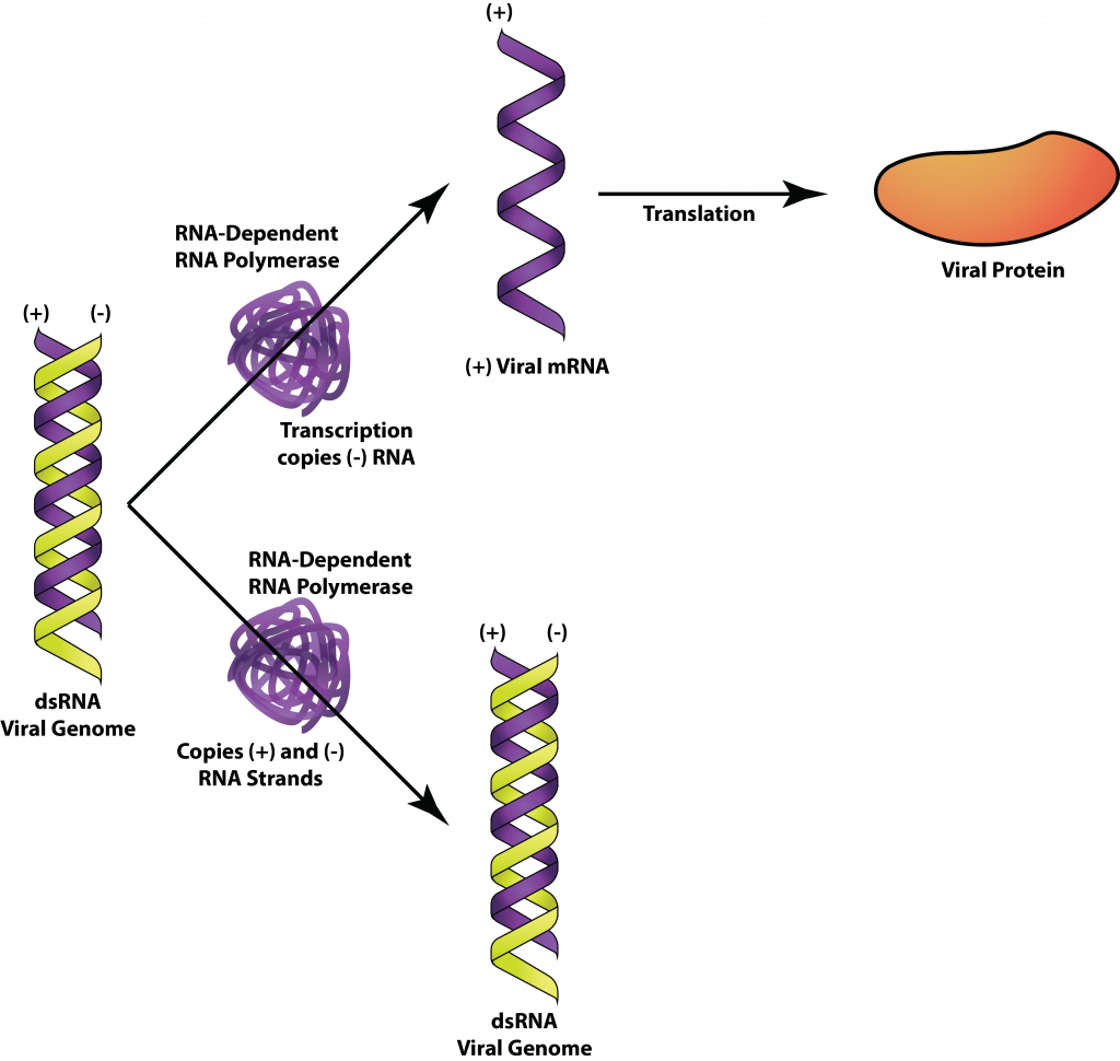 dsRNA.