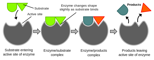 Figure 3.27 Mechanism of enzyme action. In this example, the green substrate is catalyzed by the gray pacman-like enzyme into blue and red products. This is a decomposition reaction, which would also require water (not shown). 