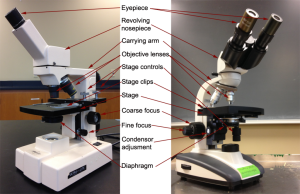 Microscope with all parts labeled.