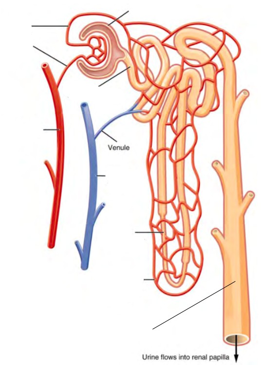 Predefined spaces to Label the structures of the nephron