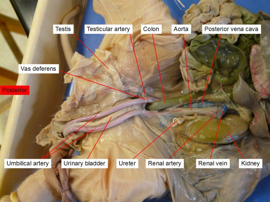 Aorta, colon, kidney, posterior vena cava, renal artery, renal vein, testicular artery, testis, umbilical artery, ureter, urinary bladder, vas deferens - The renal artery passes blood from the aorta to the kidney. The renal vein returns blood from the kidney to the posterior vena cava.
