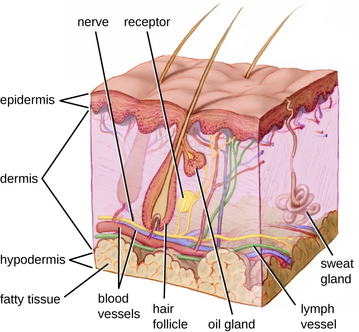 Human skin has three layers, the epidermis, the dermis, and the hypodermis, which provide a thick barrier between microbes outside the body and deeper tissues. Dead skin cells on the surface of the epidermis are continually shed, taking with them microbes on the skin’s surface.