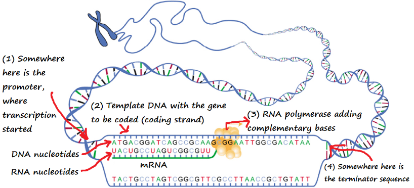 Figure 4.12 Unzipped DNA molecule showing the action of RNA polymerase during translation, and mRNA synthesis in progress. Art derivative of OpenStax College – CC-BY